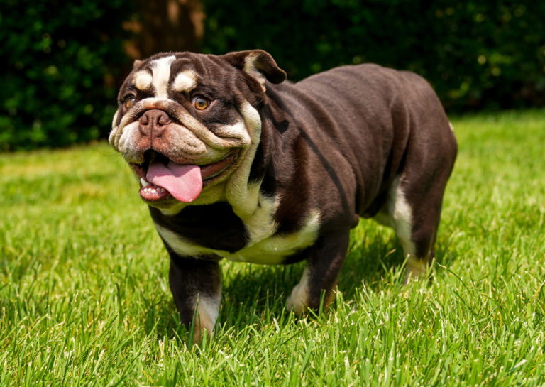 10 Crucial English Bulldog Facts Every Buyer Should Know