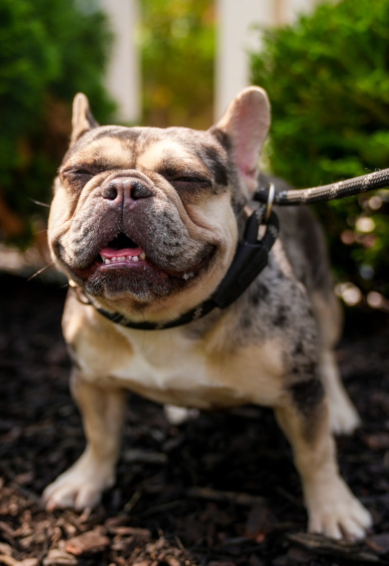 Are French Bulldogs Worth It? Real Costs, Care, and Ownership Truths
