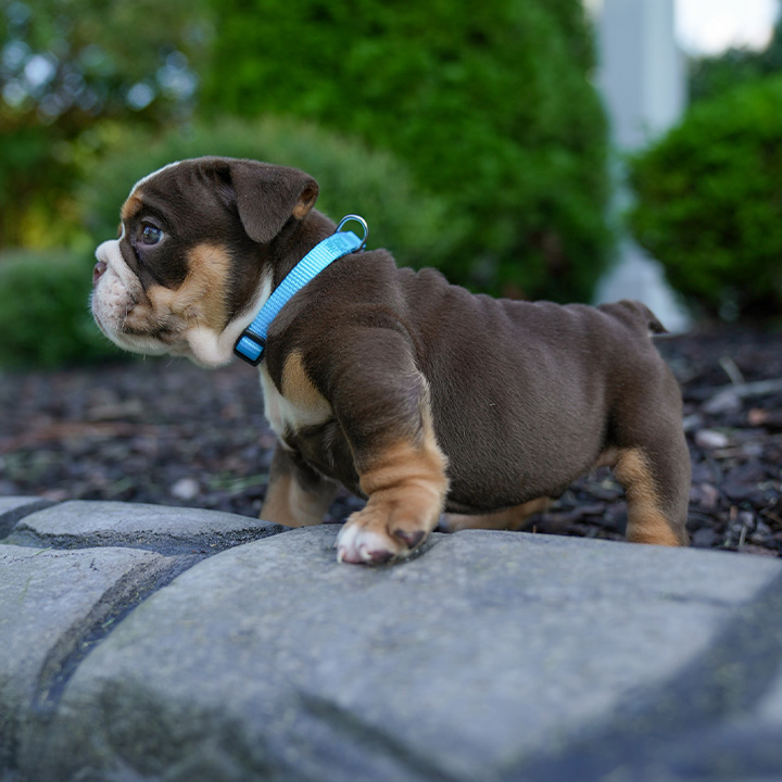 7 Red Flags to Avoid When Choosing an English Bulldog Breeder