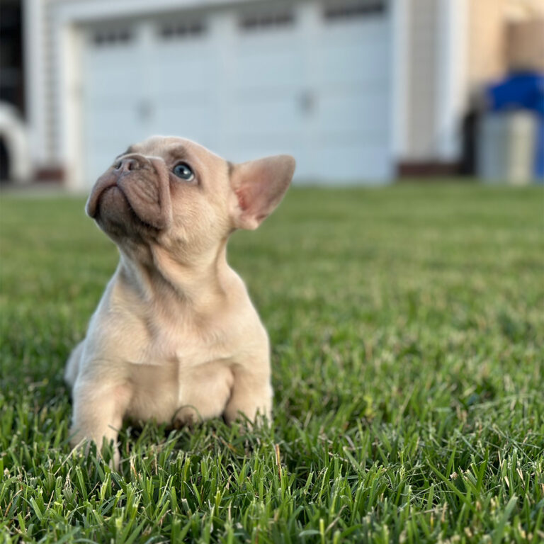 7 Proven Fixes for French Bulldog Training Problems