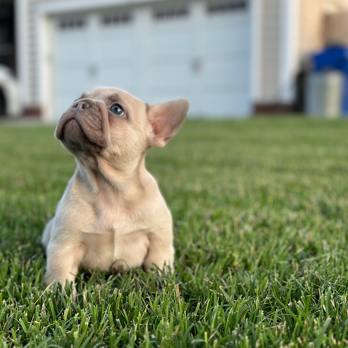 French Bulldog Training tips with BullRite USA, French bulldoogs for sale