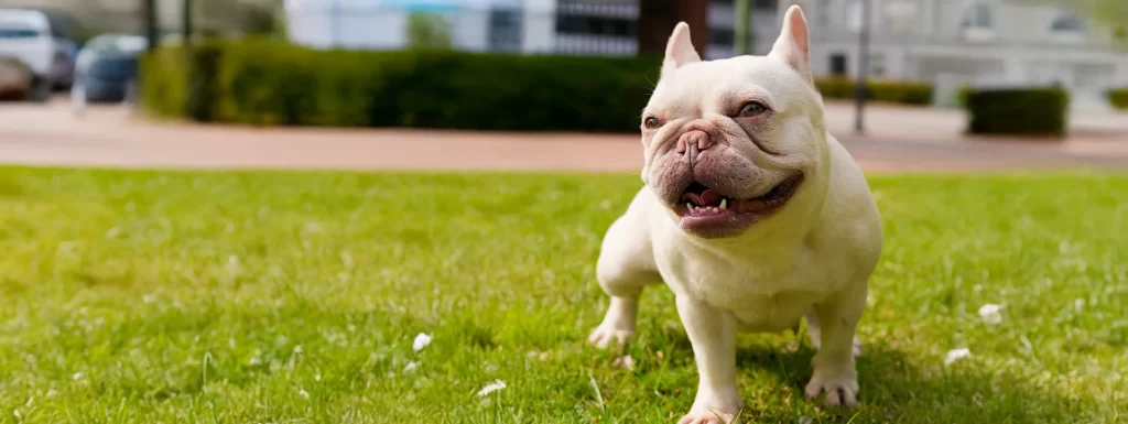 French Bulldog Training and Breeding by Bullrite